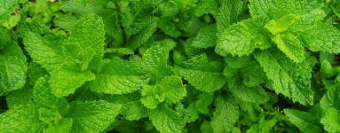 Poprova meta (Mentha × piperita)